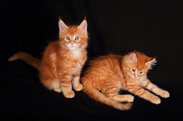 Obraz premium Two cute adorable red solid maine coon kitten lying with beautif