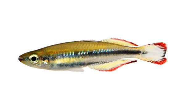 Madagascar rainbowfish Bedotia madagascariensis Madagascan Aquarium Fish