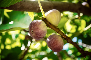 Dripping ripe fig on the tree, soft focus