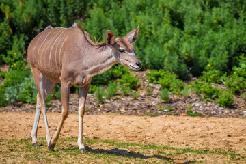 Greater kudu or Tragelaphus strepsiceros