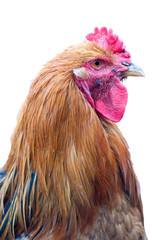 Christmas rooster isolated on white background