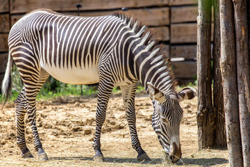 Grevy's zebra stands in front of the rock
