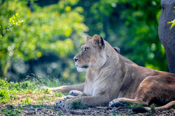 Lion resting under tree