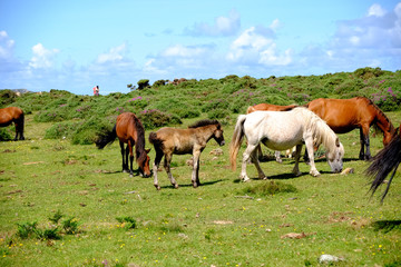 Fototapeta premium Horses in freedom