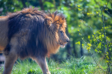 Obraz na płótnie Canvas Close-up of lion or Panthera leo