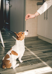 Dog jack russell sitting on wooden floor and staring at human hand with food. © Romanova Anna
