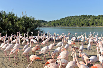 Flamants roses au bord d'un lac