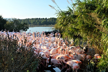 Fototapeta premium Flamants roses au bord d'un lac