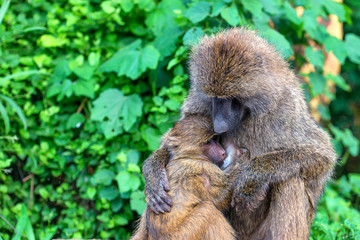Naklejka na ściany i meble Female of olive baboon during breastfeeding