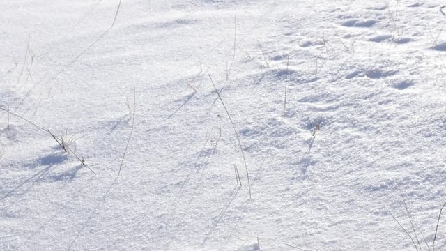 Beautiful white snow over the hills with covered plants slow-mo 1920X1080 HD footage - Slow motion winter scenery of mountain snowed tops 1080p FullHD video 