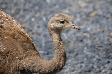 Close-up of Rhea