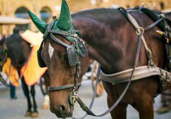 horse in florence