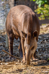 South American tapir or Tapirus terrestris