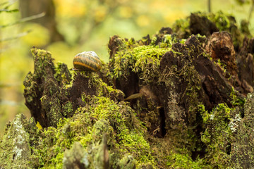 Stump with moss in the forest