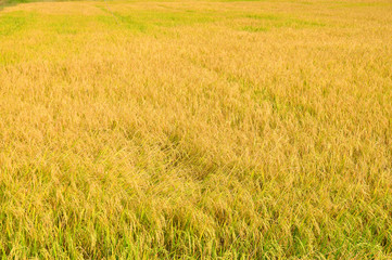 Golden paddy rice field in Thailand for background.