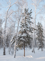 The trees in the forest covered with snow