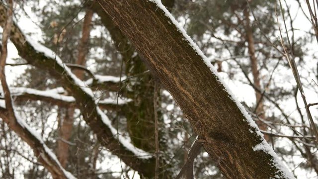 Snowfall In The Winter Forest.