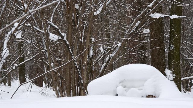 Snowfall In The Winter Forest.