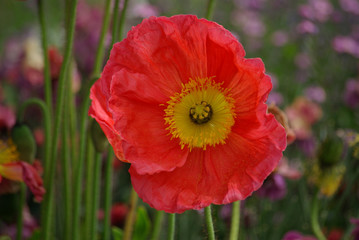 Obraz premium Pavot rose au jardin au printemps