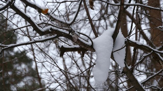 Snowfall In The Winter Forest.