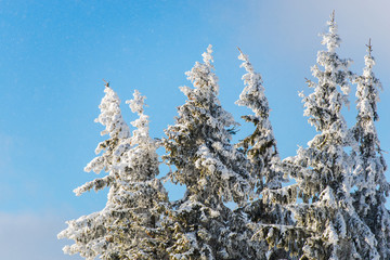 Winter landscape in carpathian mountais