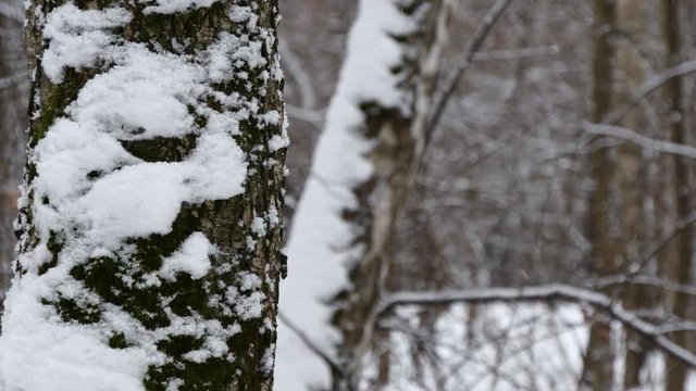 Snowfall In The Winter Forest.