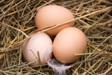 three chicken eggs lying in the hay