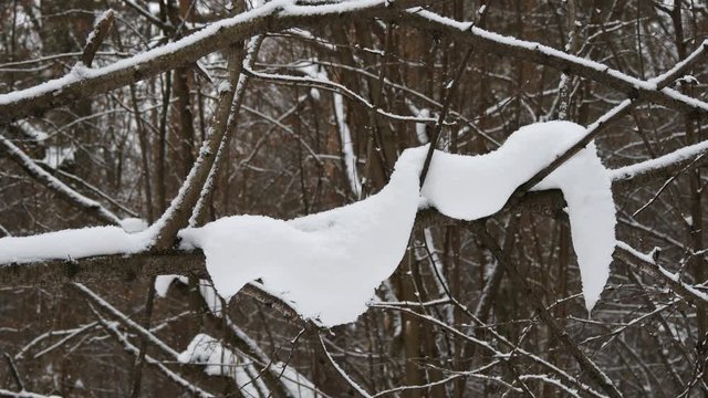 Snowfall In The Winter Forest.