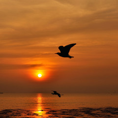 Fototapeta na wymiar Sunset twilight silhouette flying bird