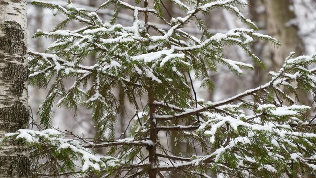 Snowfall In The Winter Forest.
