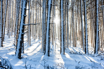 Winter landscape with snow covered forest