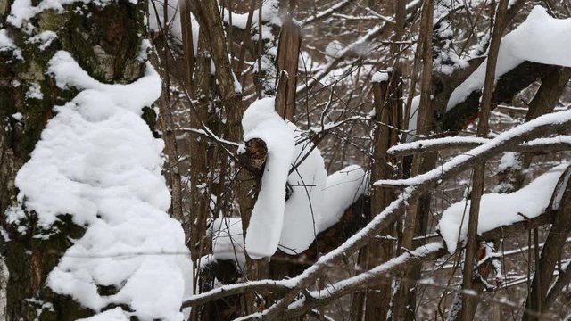 Snowfall In The Winter Forest.