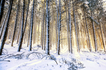 Winter landscape with snow covered forest