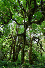 Hoh rain Forest