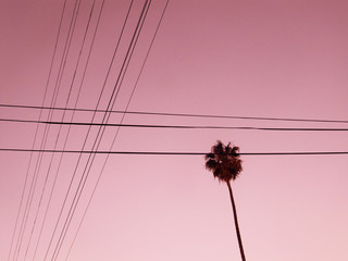 Palm tree and telephone lines, at sunset, low angle view