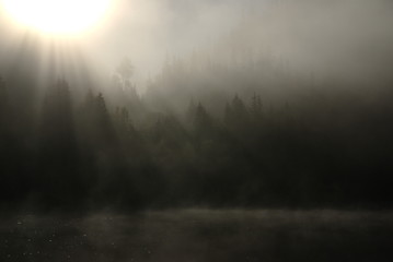 mystischer Nadelwald in dichtem Nebel