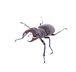 stag beetle