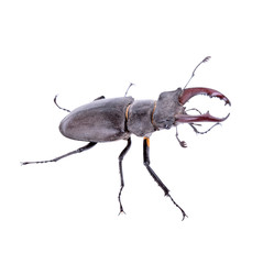stag beetle