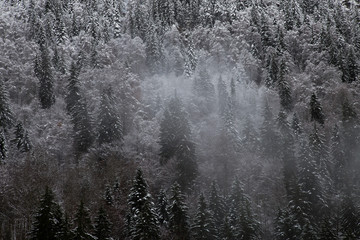 Pine forest covered in snow and mist