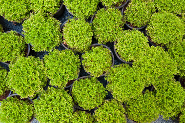 plant pine in potted,Green arborvitae seedlings top view