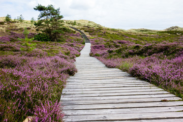 Holzsteg auf Amrum