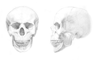 Pencil drawing of skull