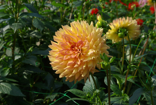 Dahlia jaune et rose au jardin en été