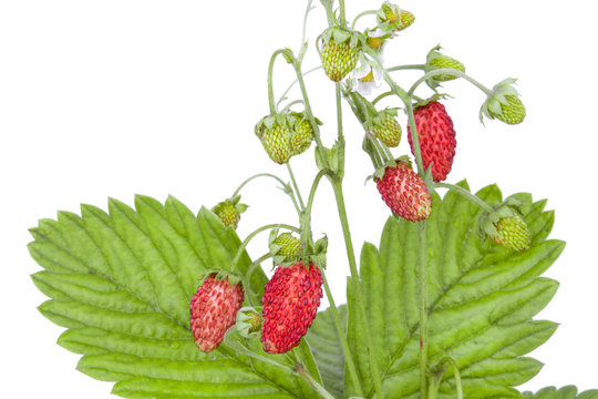 bush of ripe strawberries
