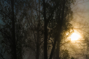 Bäume und Sonne im Frühlingsnebel