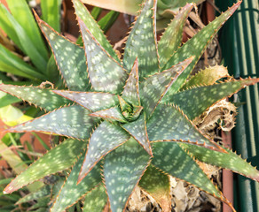 Top view of a Aloe jucunda Succulent plant Asphodelaceae detail