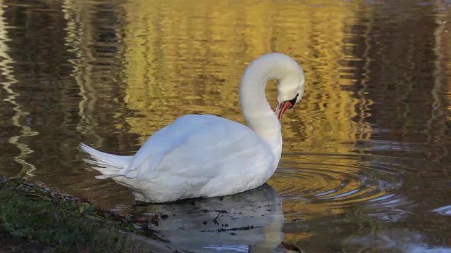 Swan body care, Kalscheurer pond, Cologne 