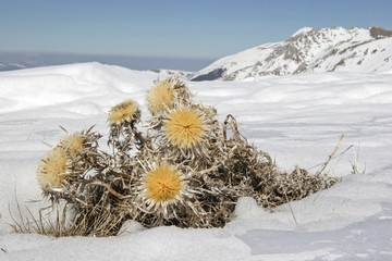 Golddistel im Spätwinter