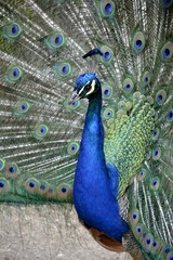 Detail of a wild peafowl 