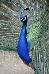Fototapeta premium Detail of a wild peafowl 